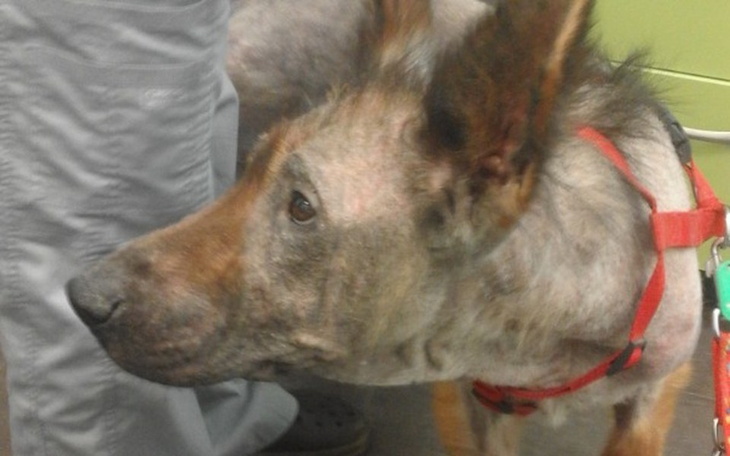 Zbiórka Będziesz moją Walentynką? - zdjęcie główne