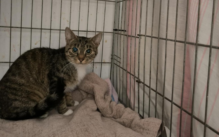 Kot w klatce, z dużymi, niebieskimi oczami.