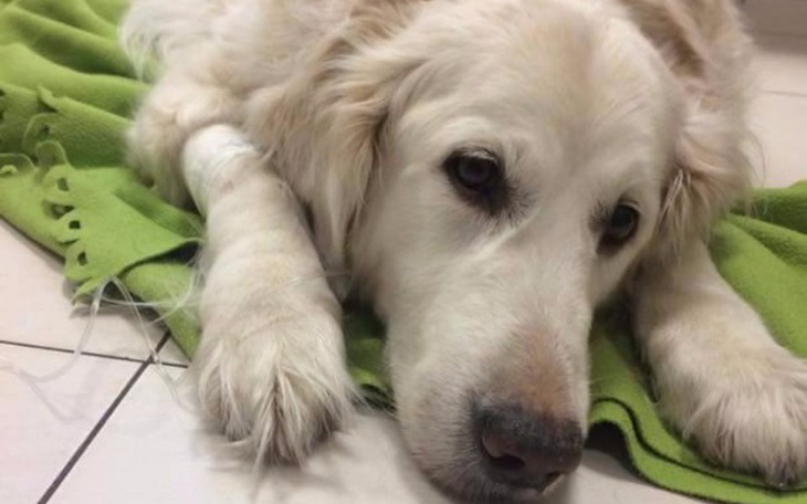 Zbiórka Ratujemy MISTI - zdjęcie główne