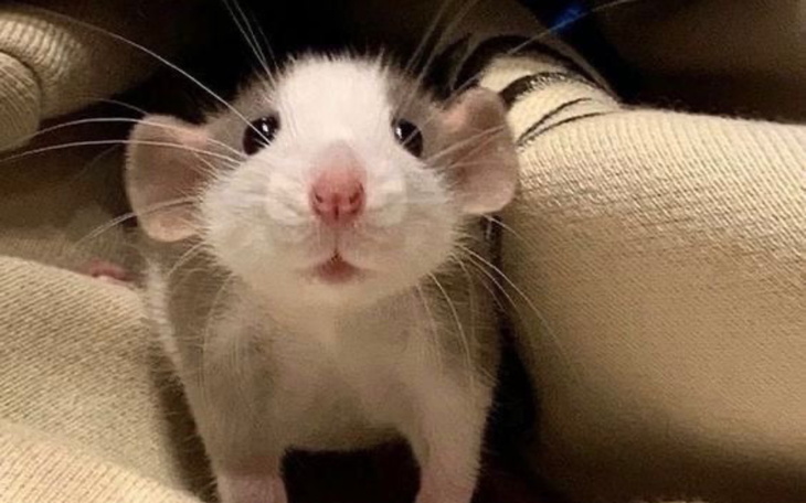 Mały szczur z różowym nosem, patrzący w górę.