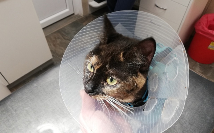 Zbiórka Wizyta Margolci i Arabelci - zdjęcie główne