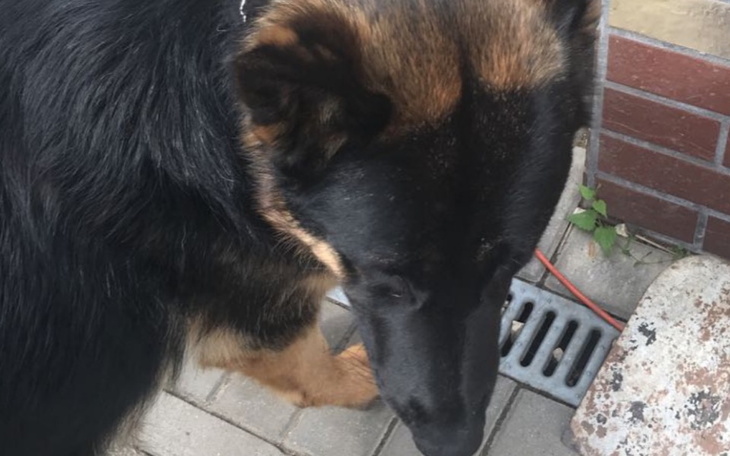 Zbiórka jedzonko dla pieska - zdjęcie główne