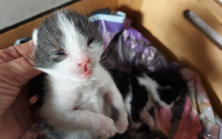 Zbiórka Dla działkowych dzieci. - zdjęcie główne