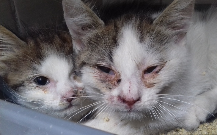 Zbiórka Uratuj kocie biedy z ulicy - zdjęcie główne