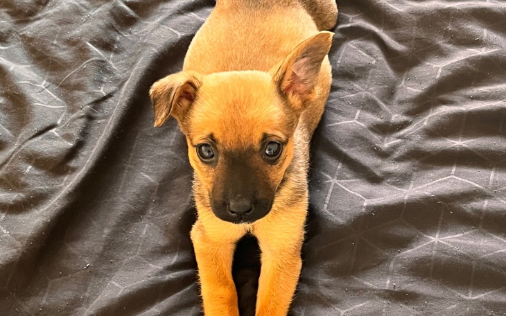 Zbiórka Pomóżmy Liczi stanąć na nogi - zdjęcie główne