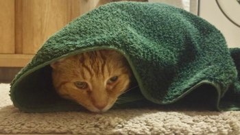 Zbiórka Lakuś choruje. POTRZEBNA POMOC! - miniaturka zdjęcia