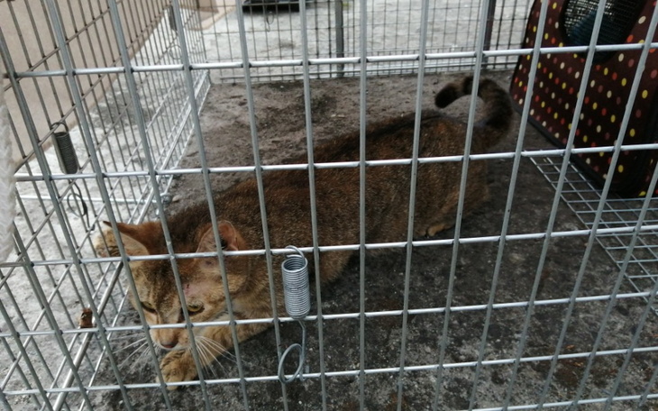 Zbiórka Wykastrować wrocławskie koty - zdjęcie główne