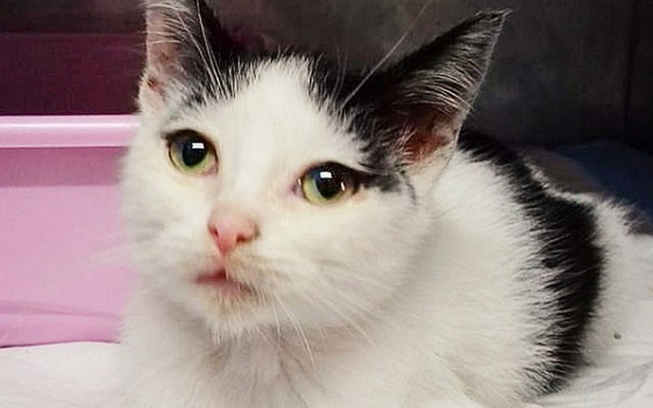 Zbiórka Niesłysząca, maleńka Celinka - zdjęcie główne