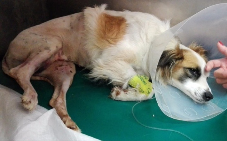 Zbiórka Ratujemy walczącą o życie Nukę - zdjęcie główne