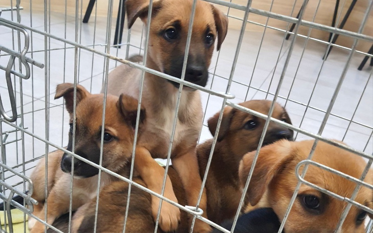 Zbiórka Na ratunek szczeniakom-opłaty we - zdjęcie główne