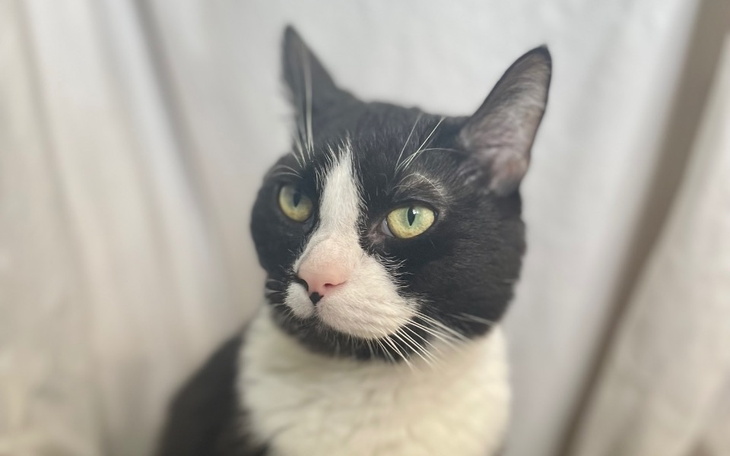 Zbiórka Boczek potrzebuje waszej pomocy - zdjęcie główne