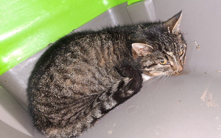 Zbiórka Nadzieja dla Oskara - zdjęcie główne