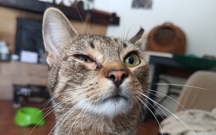 Zbiórka Na oczko Nezuki - zdjęcie główne