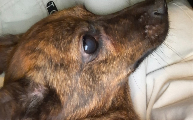 Pies leżący na rękach właściciela, z bliska.