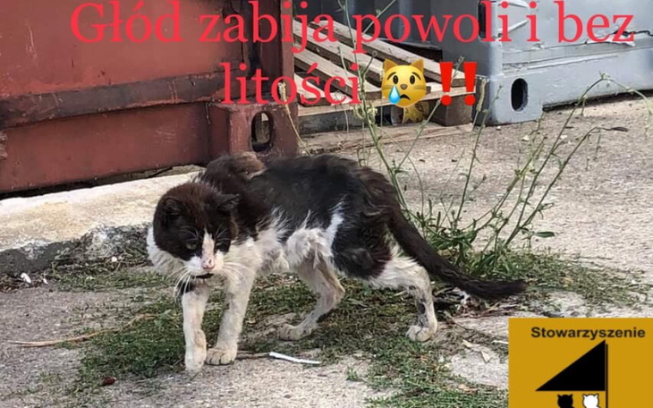 Zbiórka Głód zabija je powoli - zdjęcie główne