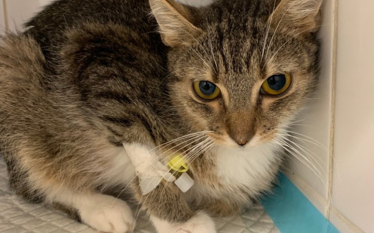 Zbiórka Truskawka - zdjęcie główne