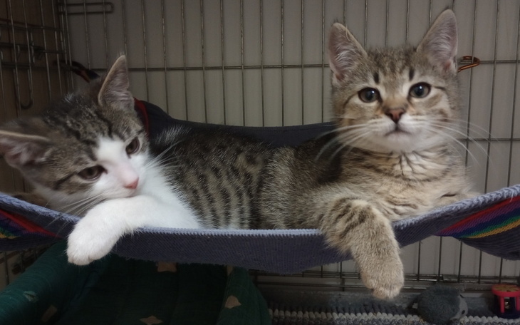 Zbiórka Wspomóż kocie dzieciaki - zdjęcie główne