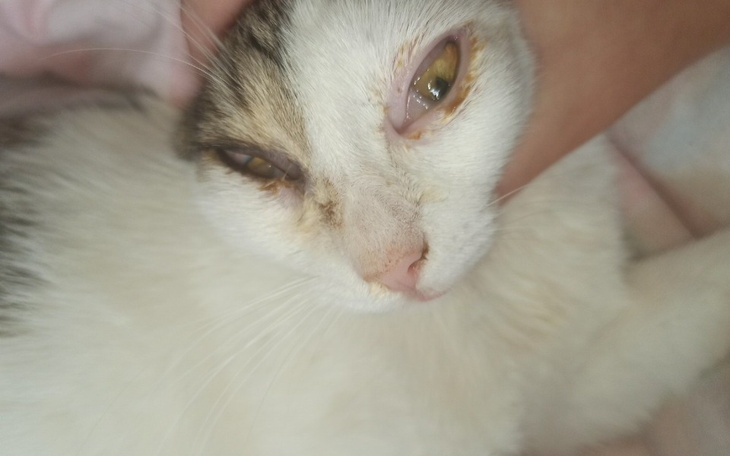 Zbiórka Leczenie zapalenia spojówek - zdjęcie główne