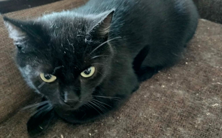 Czarny kot leżący na brązowej powierzchni, z wyrazem twarzy.