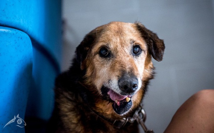 Zbiórka Co siedzi w starym psie - zdjęcie główne