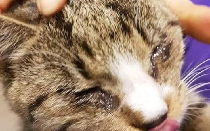 Zbiórka https://www.facebook.com/1415714 - zdjęcie główne