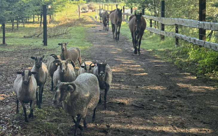 Owce i konie spacerujące po leśnej ścieżce.