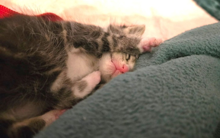 Zbiórka Wykarmić kocie dziecko - zdjęcie główne