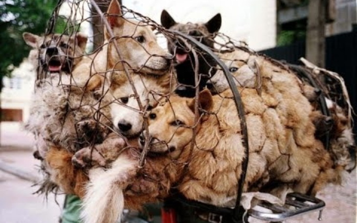 Zbiórka Piekło zwierząt w Yulin - zdjęcie główne