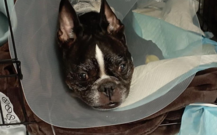 Pies w kołnierzu ochronnym leży w klatce, wygląda na smutnego.