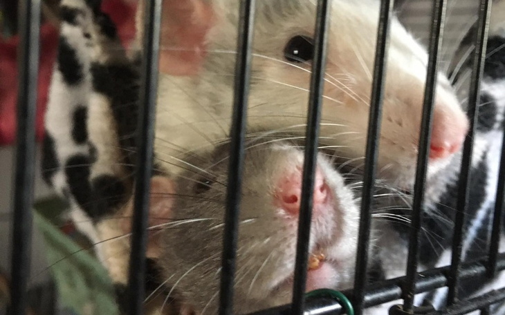 Dwa szczury w klatce, przytulone do siebie, w otoczeniu miękkich koców.