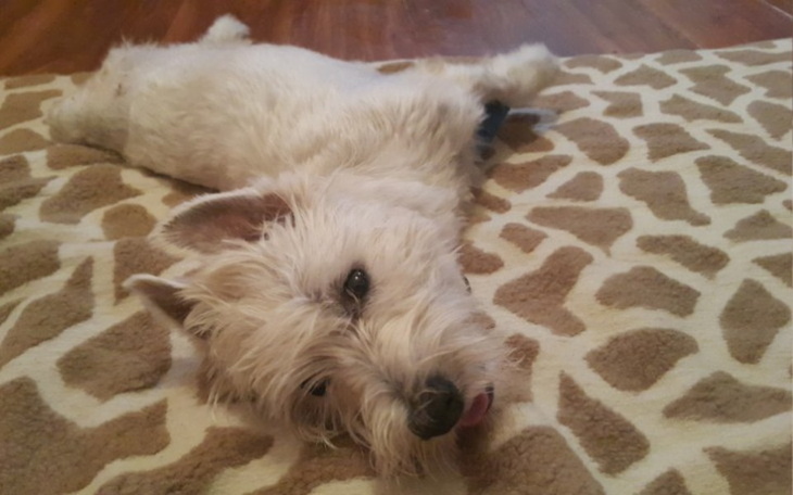 Zbiórka Ratujemy WESTA - zdjęcie główne