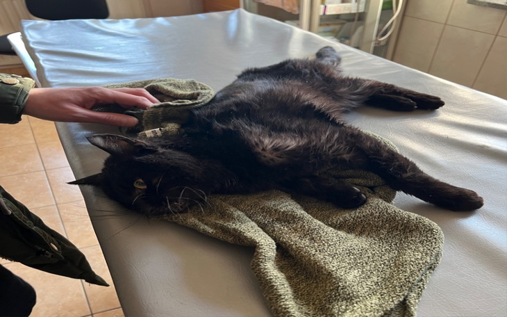 Zbiórka Ocal Kota - zdjęcie główne