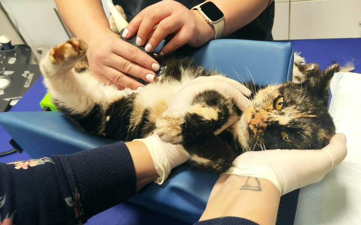 Zbiórka To mogła być ostatnia zima Wioli - zdjęcie główne