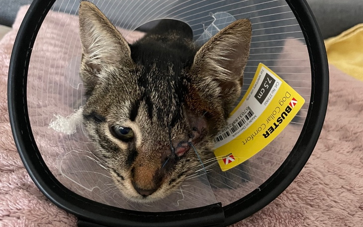 Zbiórka Kotka uratowana z Czarnogóry - zdjęcie główne