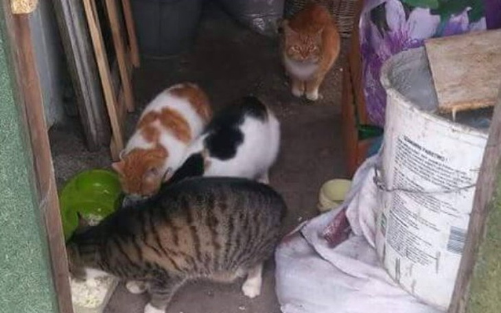 Zbiórka Na sterylkę wolnożyjących kotek - zdjęcie główne