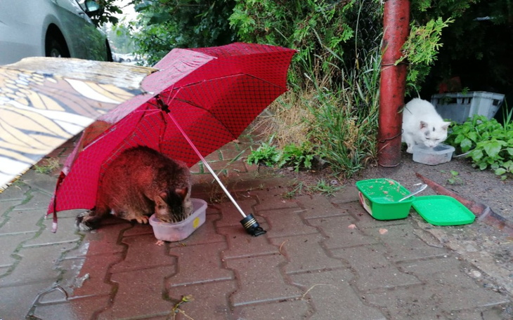Zbiórka Ciepłe budki dla 5 kotów - zdjęcie główne