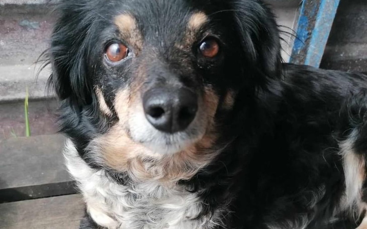 Zbiórka Ekspresowa zbiórka na kastrację - zdjęcie główne