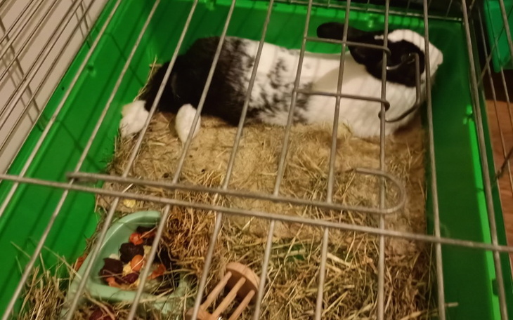 Zbiórka Pomóżcie uratować łapki - zdjęcie główne