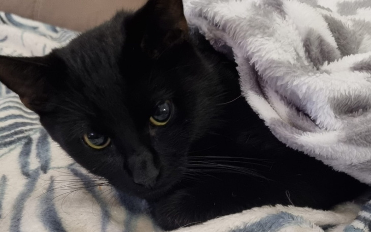 Zbiórka Zapobiec eutanazji Deniska - zdjęcie główne