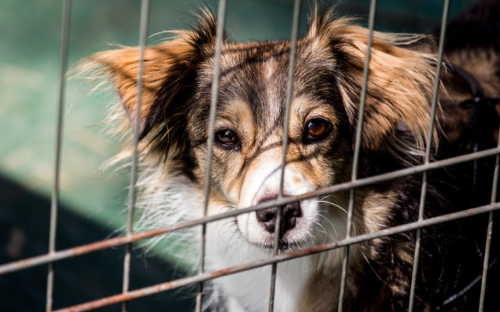 Zbiórka Zbieram na biedne psy pomagajmy - zdjęcie główne