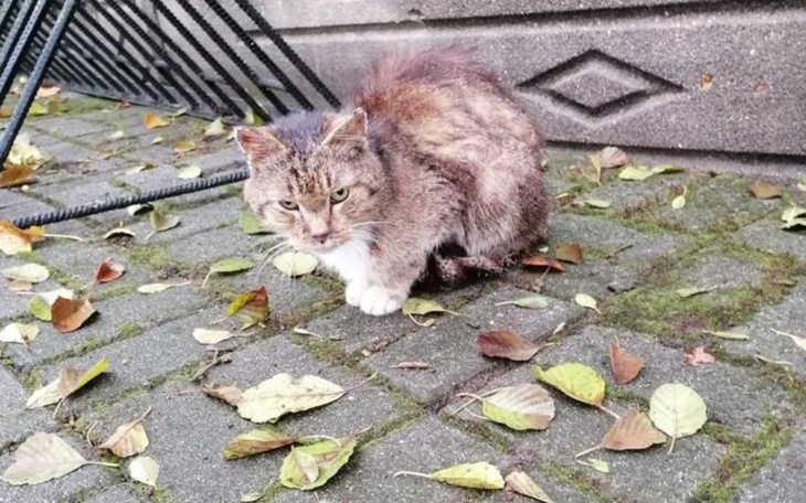 Zbiórka Wychudzone kocie w potrzebie - zdjęcie główne