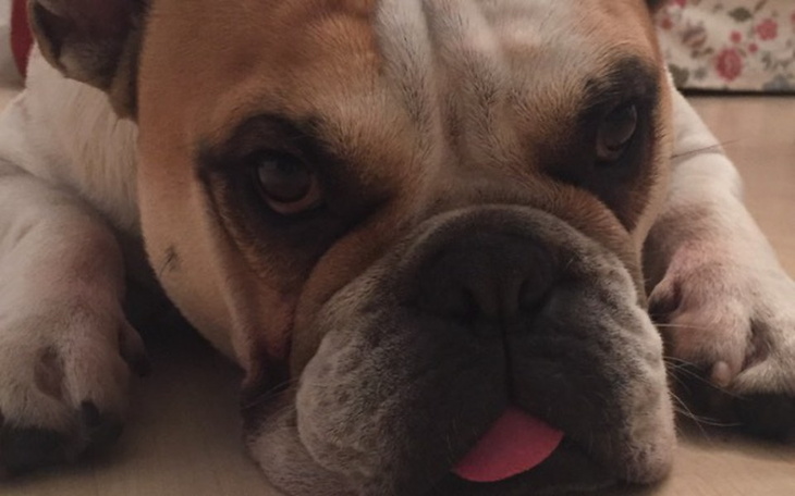 Zbiórka Czarkowa łapka - zdjęcie główne