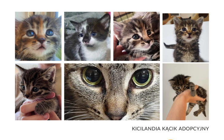 Zbiórka Wsparcie dla maleńkich kociaków - zdjęcie główne