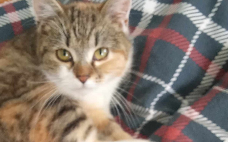 Zbiórka Ratujemy Kotki - zdjęcie główne