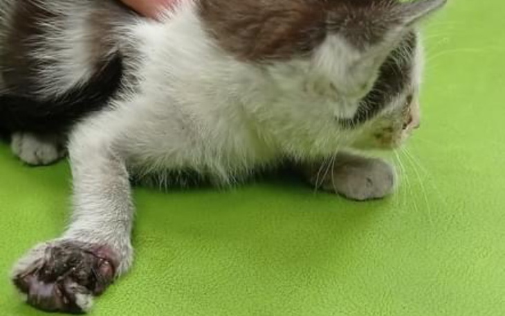 Zbiórka Stracę łapkę - zdjęcie główne