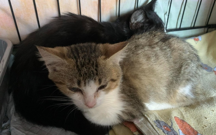 Zbiórka Na karme i leczenie bezdomniaków - zdjęcie główne