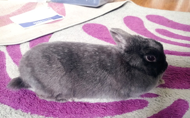 Zbiórka Sterylizacja królika - zdjęcie główne