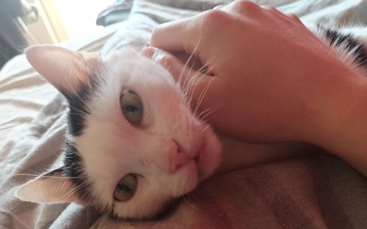 Zbiórka Na leczenie mojego kota Prezesa - zdjęcie główne