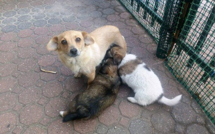 Szczeniaki bawiące się z dorosłym psem na chodniku.