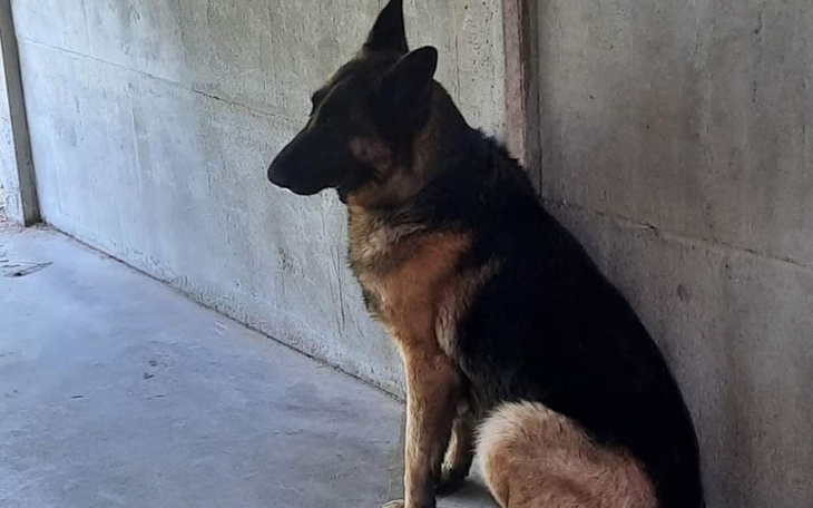 Zbiórka Sunia ma zostać UŚPIONA pomocy - zdjęcie główne